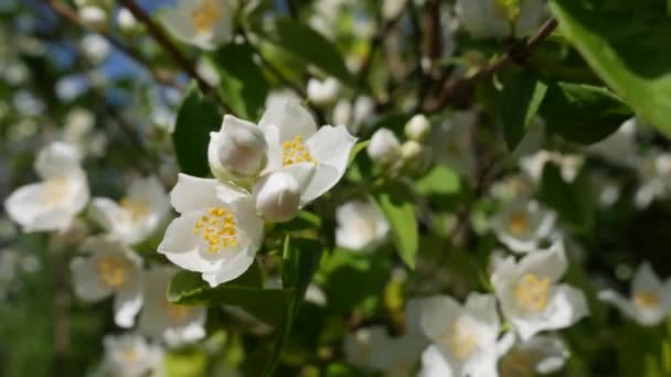 Close-up van takje met prachtige sneeuwwitte jasmijnbloemen in de tuin. Verdomde jasmijn tak. Botanisch, detail, natuurlijk — Stockvideo
