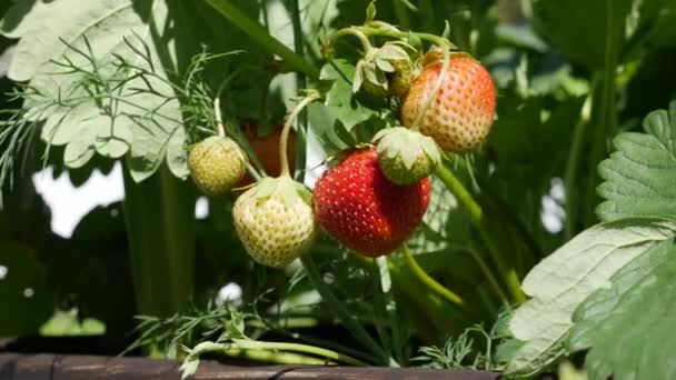 A gazdák érett epret szüretelnek a kerti ágyon. Biogazdálkodás. Mezőgazdaság és agráripar. Kézi vetés és növénytermesztés — Stock videók