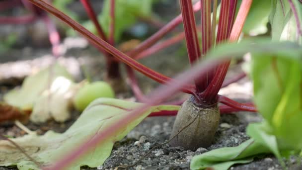 Rote Beete Plantage. Gemüse, ökologischer Landbau. Landwirtschaft und Agrarindustrie. Händeaussaat und Erntepflege. Arbeitskräfte für die Arbeit in den landwirtschaftlichen Betrieben gewinnen — Stockvideo