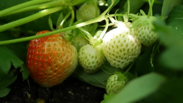 Red and green strawberries on the garden bed. Organic farming. Agriculture and agribusiness. Hand sowing and crop care — Stock Video