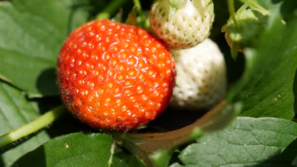 Fragole rosse e verdi sul letto del giardino. Agricoltura biologica. Agricoltura e agroalimentare. Semina a mano e cura delle colture — Video Stock