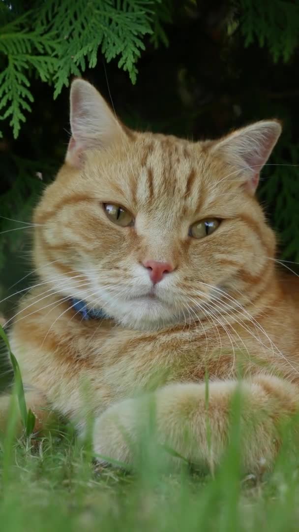 Gatto rosso sdraiato in giardino in estate. Il gatto gioca fuori. Al sole. Video verticale — Video Stock