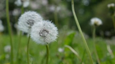 Güneşli bir günde çimlerde beyaz karahindiba. Doğa arkaplanı