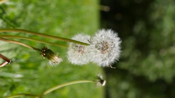 Weißer Löwenzahn im Gras an einem sonnigen Tag. Natur im Hintergrund. Vertikales Video — Stockvideo