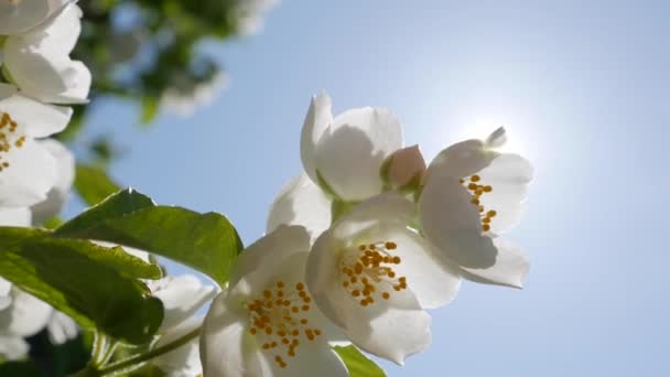 Zbliżenie gałązki z pięknymi śnieżnobiałymi kwiatami jaśminu na błękitnym niebie i tle słońca. Kwitnąca gałąź jaśminu. Botaniczne, detale, naturalne — Wideo stockowe