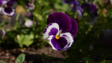 Farklı renklerde çiçek tarhı. Bahçedeki Viola Wittrockiana çiçekleri rüzgarda hareket ediyor. Yakın çekim.