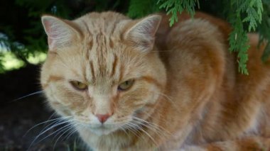Kızıl kedi yazın bahçede dinleniyor. Kedi dışarıda oynuyor. Güneşte