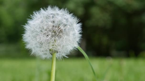 Tarassaco bianco in erba in una giornata di sole. Sfondo della natura — Video Stock