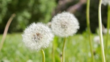 Güneşli bir günde çimlerde beyaz karahindiba. Doğa arkaplanı