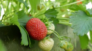 Bahçe yatağında kırmızı ve yeşil çilekler. Organik tarım. Tarım ve tarım sektörü. El ekimi ve mahsul bakımı