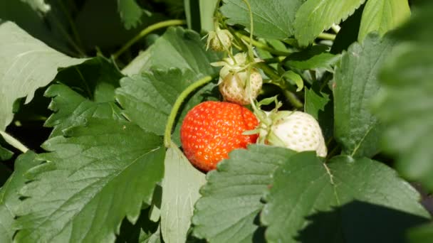 L'agriculteur récolte des fraises mûres sur le lit de jardin. Agriculture biologique. Agriculture et agro-industrie. Semis à la main et soins des cultures — Video