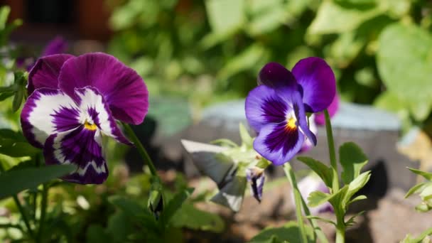 Flower Bed with pansies of different colors. Viola wittrockiana flowers in a garden are moving in wind. Closeup — Stock Video
