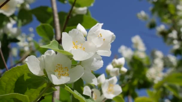 Gros plan des rameaux avec de belles fleurs de jasmin blanc neige sur le fond bleu ciel. Branche de jasmin en fleurs. Botanique, détail, naturel — Video