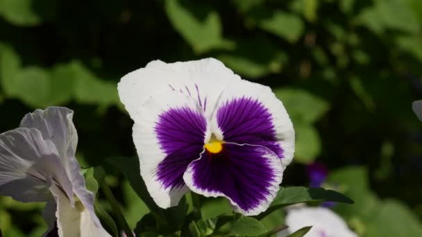 Łóżko z kwiatami w różnych kolorach. Viola wittrockiana kwiaty w ogrodzie poruszają się na wietrze. Zbliżenie — Wideo stockowe