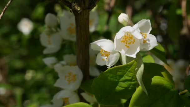 Close-up van takje met prachtige sneeuwwitte jasmijnbloemen in de tuin. Verdomde jasmijn tak. Botanisch, detail, natuurlijk — Stockvideo