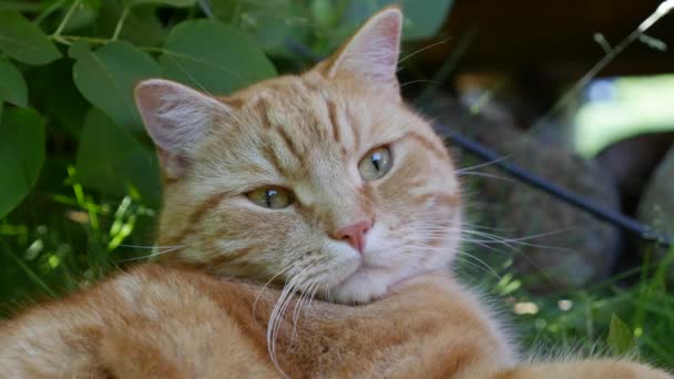 Rote Katzen ruhen im Sommer im Garten. Katze spielt draußen. In der Sonne — Stockvideo