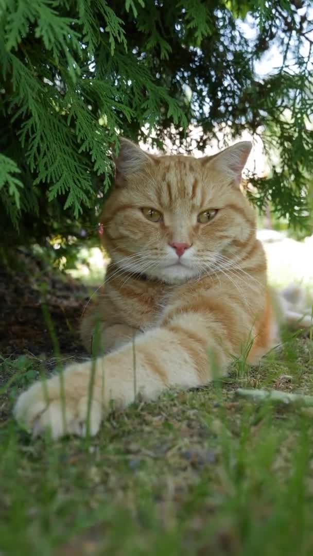 Rode kat rustend in de tuin in de zomer. Cat speelt buiten. In de zon. Verticale video — Stockvideo