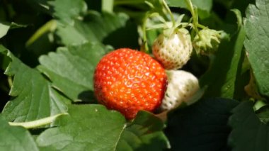 Bahçe yatağında kırmızı ve yeşil çilekler. Organik tarım. Tarım ve tarım sektörü. El ekimi ve mahsul bakımı