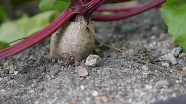 Plantacja buraków. Warzywa, rolnictwo ekologiczne. Rolnictwo i rolnictwo. Siew ręczny i pielęgnacja upraw. Przyciągnięcie pracowników do pracy w gospodarstwach rolnych — Wideo stockowe