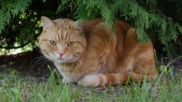 Rote Katzen ruhen im Sommer im Garten. Katze spielt draußen. In der Sonne — Stockvideo