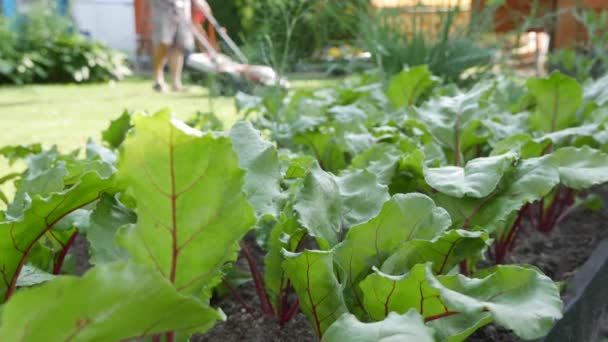 Výsadba řepy. Na pozadí používá dělník sekačku na trávu. Zelenina, ekologické zemědělství. Zemědělství a agrobyznys. Ruční setí a osetí. — Stock video