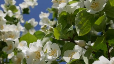 Mavi gökyüzü arka planında kar beyazı yasemin çiçekleri olan bir dal parçası. Çiçekli yasemin dalı. Botanik, detay, doğal