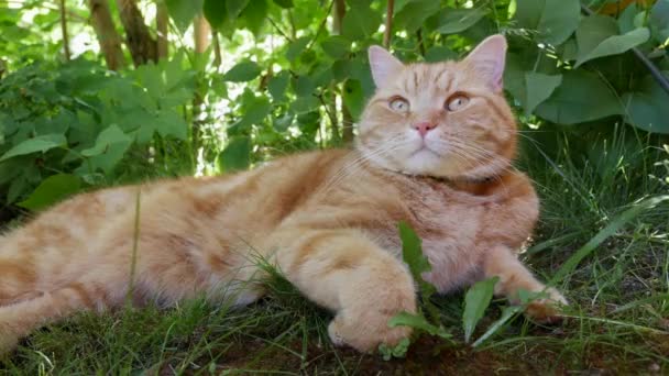 Gatto rosso sdraiato in giardino in estate. Il gatto gioca fuori. Sotto il sole — Video Stock