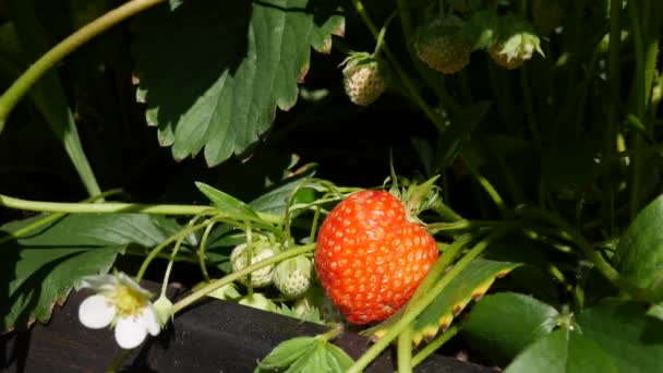 A gazdák érett epret szüretelnek a kerti ágyon. Biogazdálkodás. Mezőgazdaság és agráripar. Kézi vetés és növénytermesztés — Stock videók