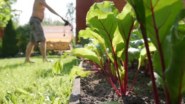 Piantagione di barbabietole. Sullo sfondo lavoratore utilizza un tosaerba. Ortaggi, agricoltura biologica. Agricoltura e agroalimentare. Semina a mano e cura delle colture. — Video Stock