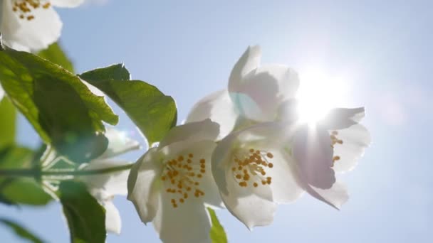 Close-up of twig with beautiful snow-white jasmine flowers at the blue sky and sun background. Blooming jasmine branch. Botanical, detail, natural — Stock Video