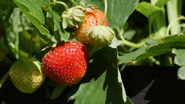 Fraises rouges et vertes sur le lit de jardin. Agriculture biologique. Agriculture et agro-industrie. Semis à la main et soins des cultures — Video