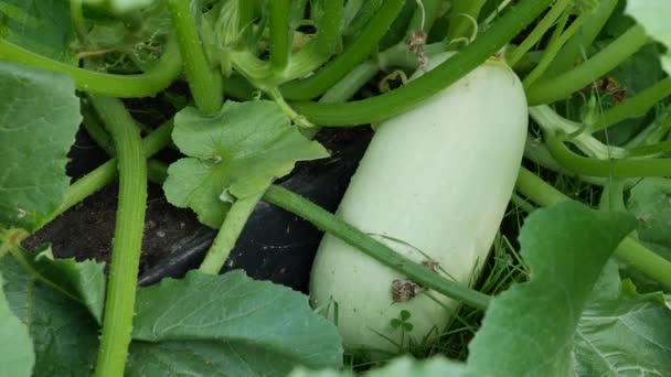 Mogna grönsaksmärgar på en buske i trädgården. Ekologisk zucchini. Ekologiskt jordbruk. Skördesäsong — Stockvideo