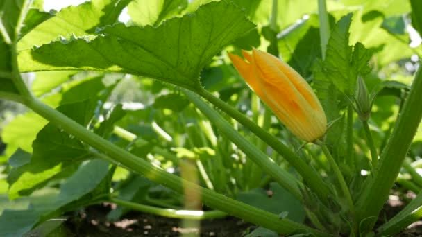 Gelbe Blume aus blühendem Gemüsemark, die im Bauerngarten wächst. Ökologische Zucchini. Ökolandbau-Konzept — Stockvideo