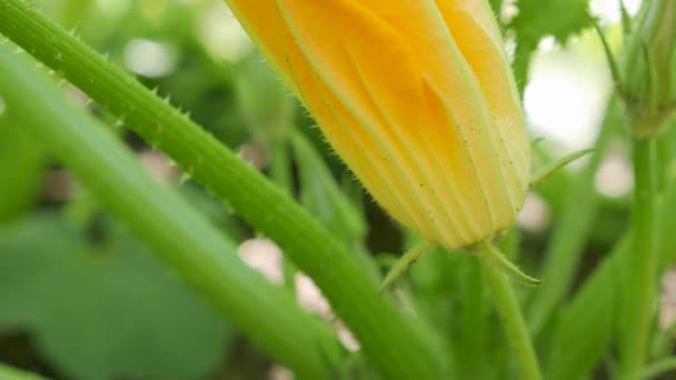 Gelbe Blume aus blühendem Gemüsemark, die im Bauerngarten wächst. Ökologische Zucchini. Ökolandbau-Konzept — Stockvideo