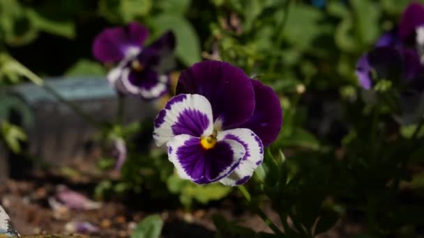 Farklı renklerde çiçek tarhı. Bahçedeki Viola Wittrockiana çiçekleri rüzgarda hareket ediyor. Yakın çekim. — Stok video
