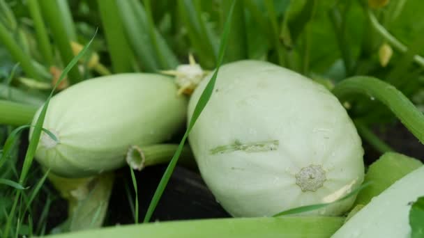 Des moelles de légumes mûrs sur un buisson dans le jardin. Courgettes écologiques. Concept d'agriculture biologique. Saison des récoltes — Video