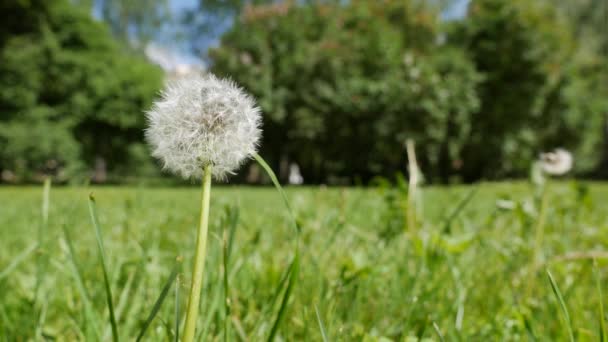 Tarassaco bianco in erba in una giornata di sole. Sfondo della natura — Video Stock