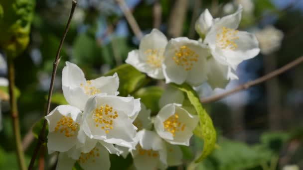 Primer plano de ramita con hermosas flores de jazmín blanco como la nieve en el jardín. Floreciente rama de jazmín. Botánico, detalle, natural — Vídeos de Stock