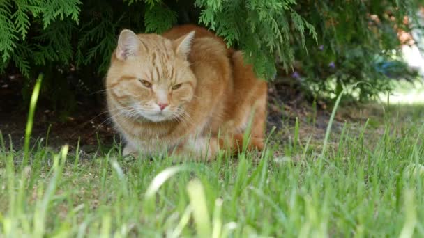 Rote Katzen ruhen im Sommer im Garten. Katze spielt draußen. In der Sonne — Stockvideo