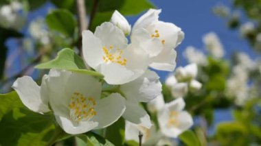 Mavi gökyüzü arka planında kar beyazı yasemin çiçekleri olan bir dal parçası. Çiçekli yasemin dalı. Botanik, detay, doğal