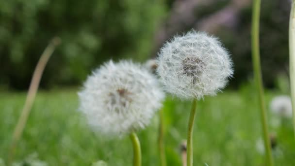 Біла кульбаба в траві в сонячний день. фон природи — стокове відео