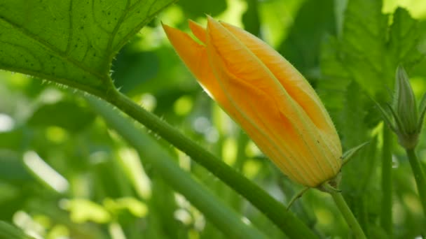 Gul blomma av blommande grönsaksmärg som växer i lantlig trädgård. Ekologisk zucchini. Ekologiskt jordbruk — Stockvideo