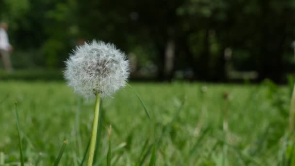 Біла кульбаба в траві в сонячний день. фон природи — стокове відео