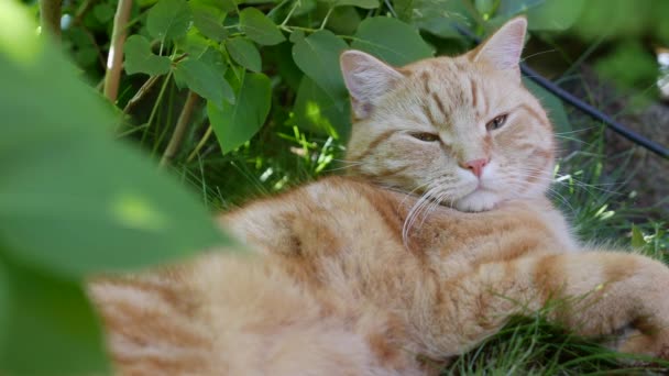 Gatto rosso sdraiato in giardino in estate. Il gatto gioca fuori. Sotto il sole — Video Stock
