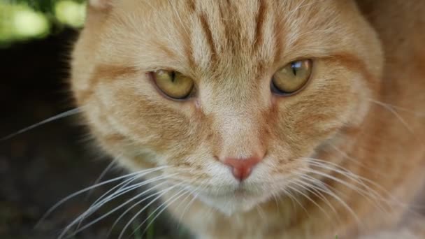 Rote Katzen ruhen im Sommer im Garten. Katze spielt draußen. In der Sonne — Stockvideo