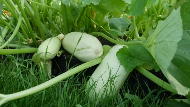 Érett zöldség csontvelő egy bokorban a kertben. Ökológiai cukkini. Organikus mezőgazdasági koncepció. Szüret időszaka — Stock videók