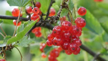 Yaz bahçesindeki çalıların arasından toplanmaya hazır kırmızı frenk üzümü meyveleri. Çalının üzerinde kuşüzümü üzümlü meyve suyu. Bahçe meyveleri arka planı. Yakın plan.