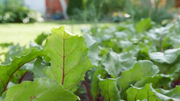 Rote Beete Plantage. Im Hintergrund bedient sich der Arbeiter eines Rasenmähers. Gemüse, ökologischer Landbau. Landwirtschaft und Agrarindustrie. Händeaussaat und Erntepflege. — Stockvideo