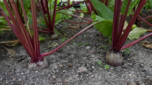 Beetroots Plantage. Groenten, biologische landbouw. Landbouw en landbouwindustrie. Handzaaien en oogstverzorging. Werknemers aantrekken om op boerderijen te werken — Stockvideo