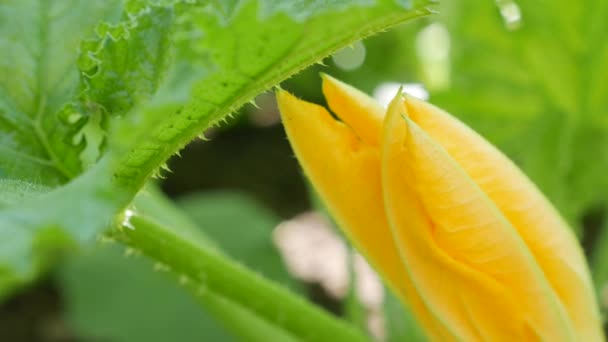 Žlutý květ kvetoucí zeleninové dřeně rostoucí na venkovské zahradě. Ekologické cukety. Organický zemědělský koncept — Stock video